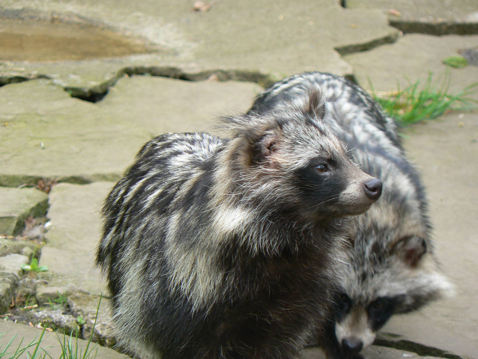 Raccoon Dogs