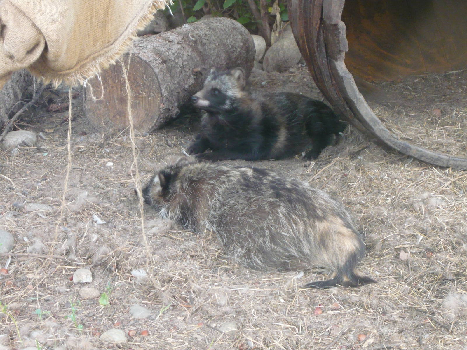 Raccoon dogs