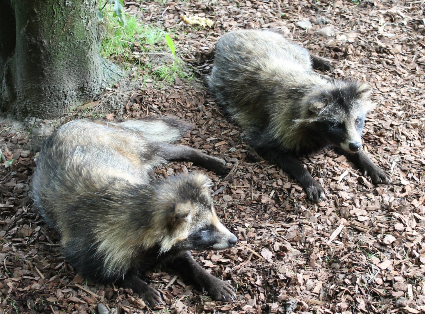 Raccoon dogs