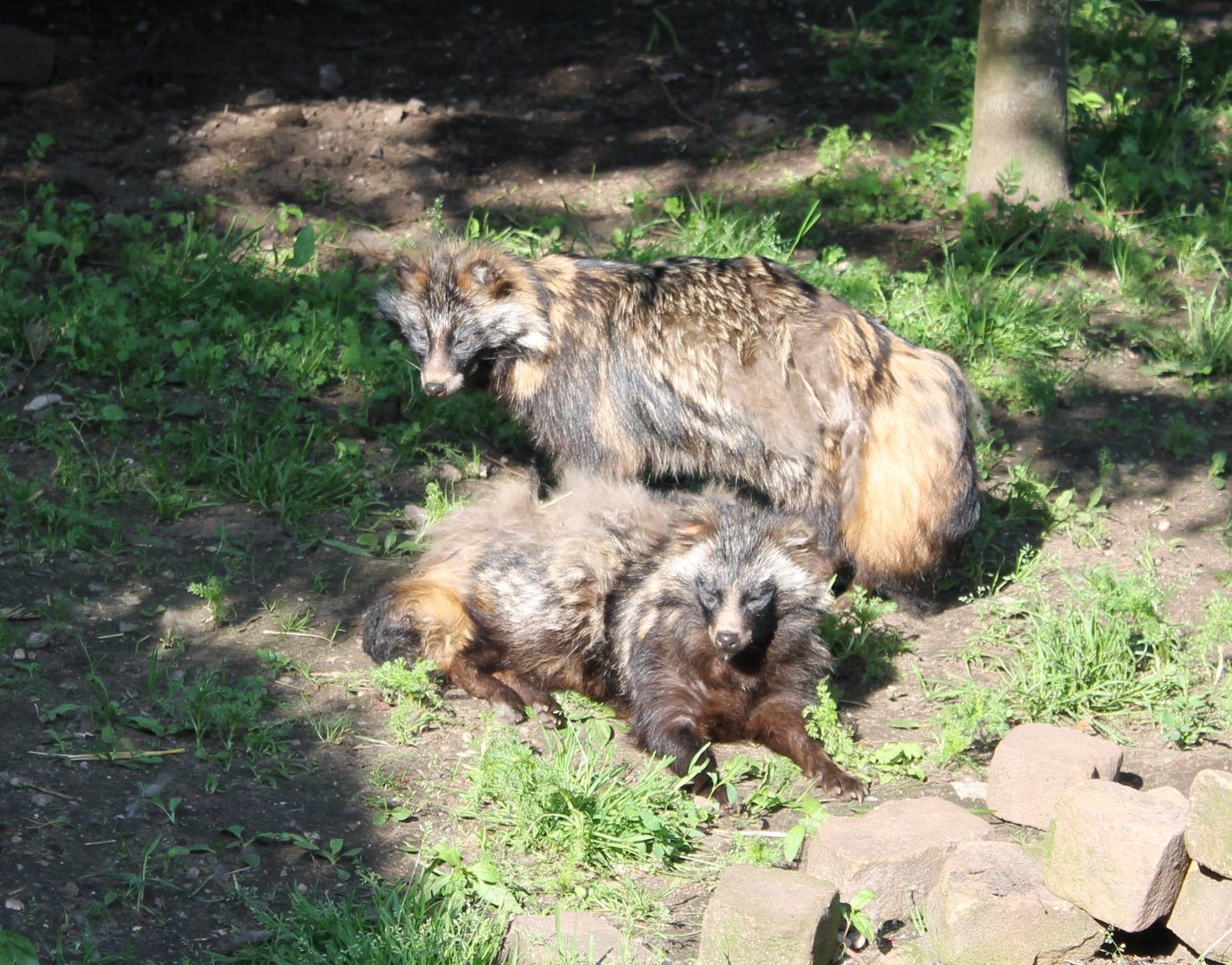 Raccoon dogs