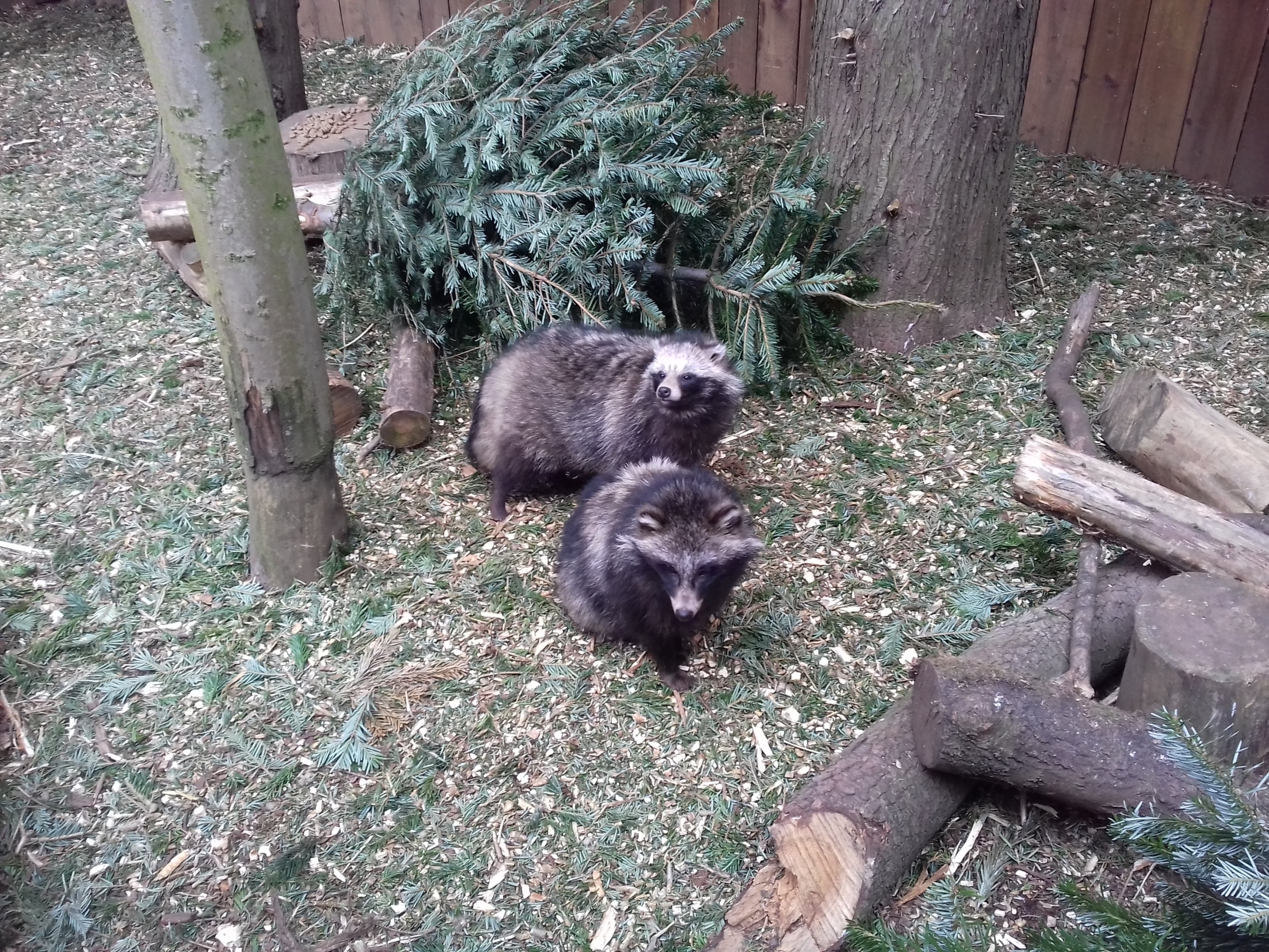 Raccoon Dogs