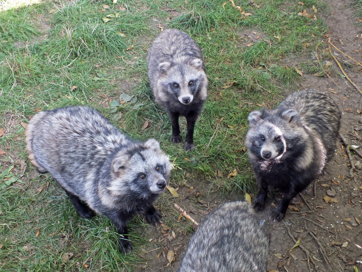 Raccoon dogs
