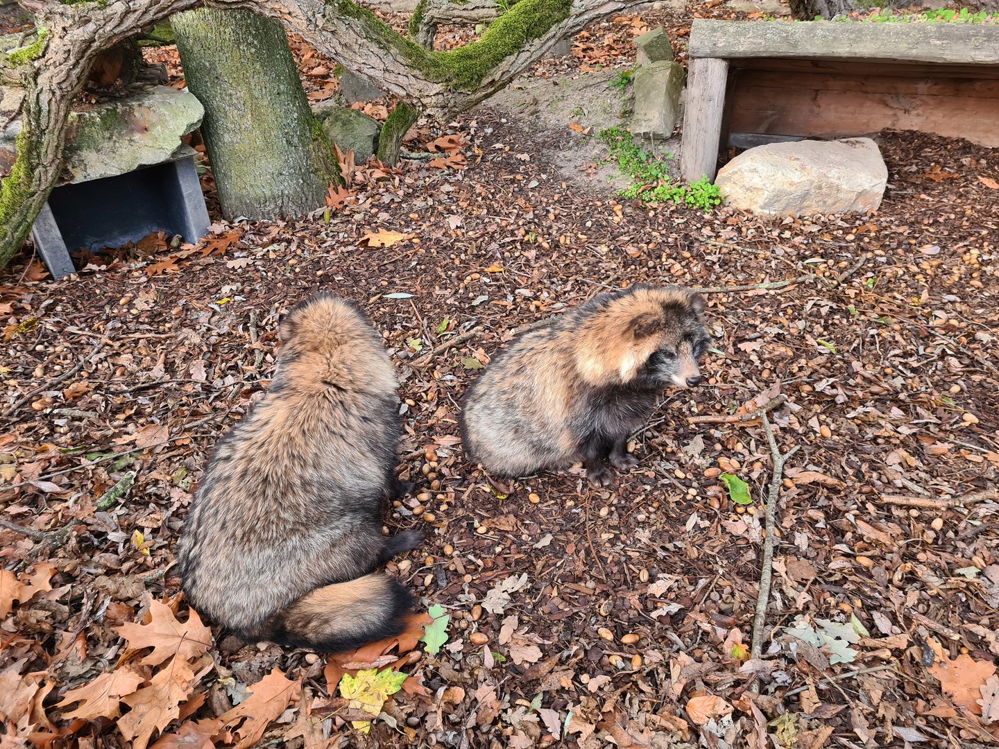 Raccoon dogs