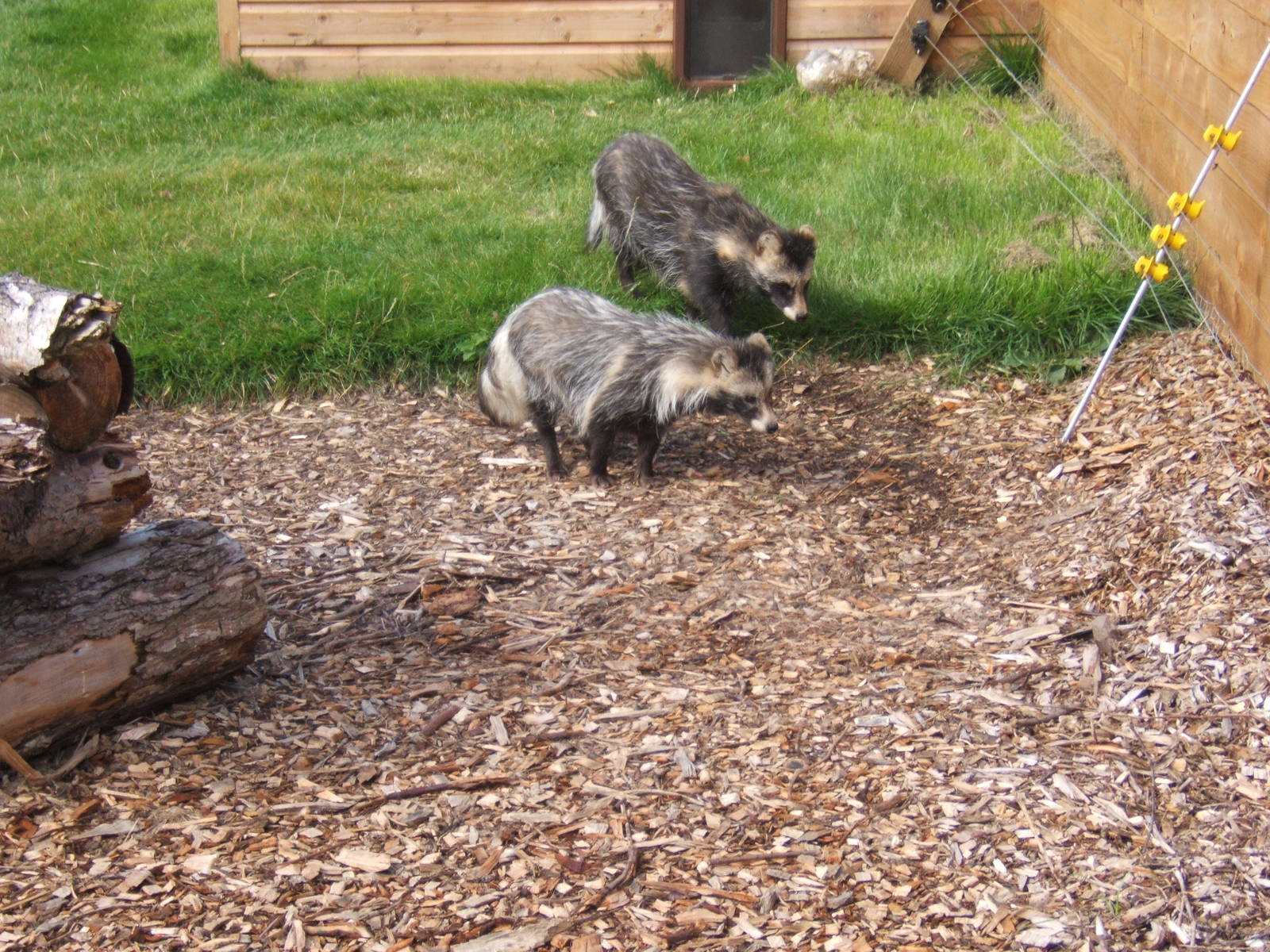 Raccoon Dogs