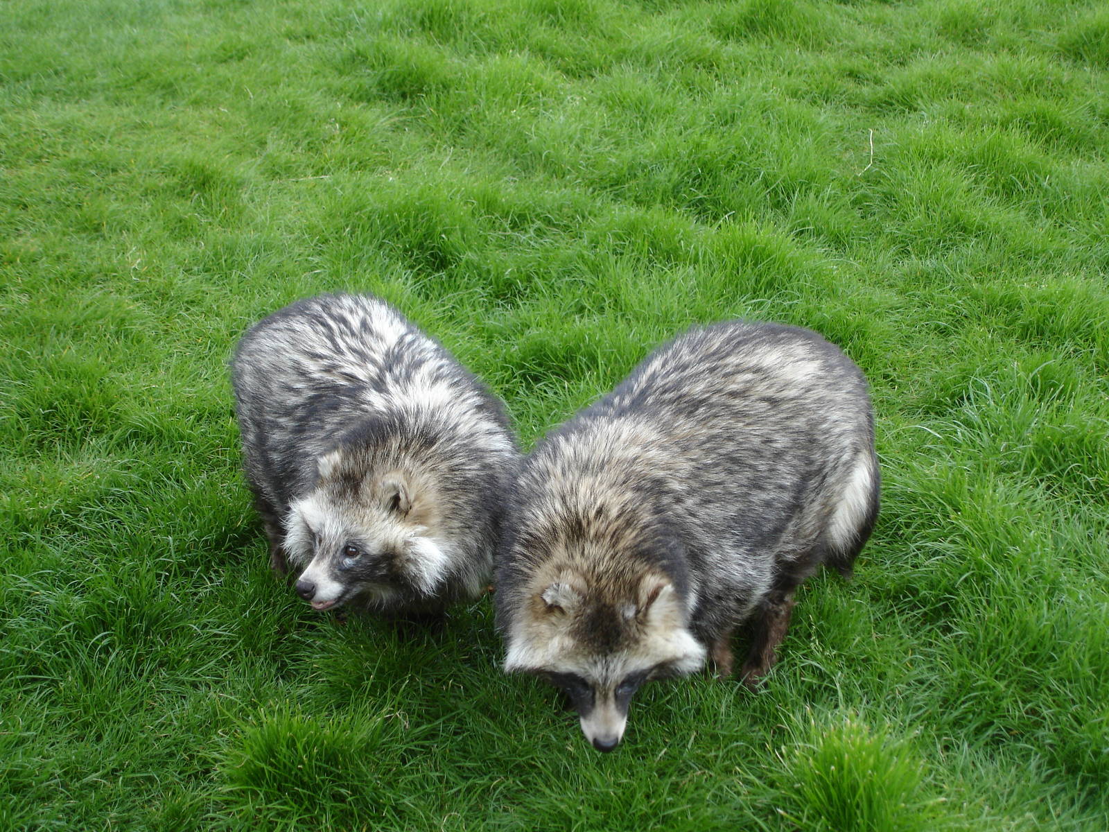 Raccoon Dogs