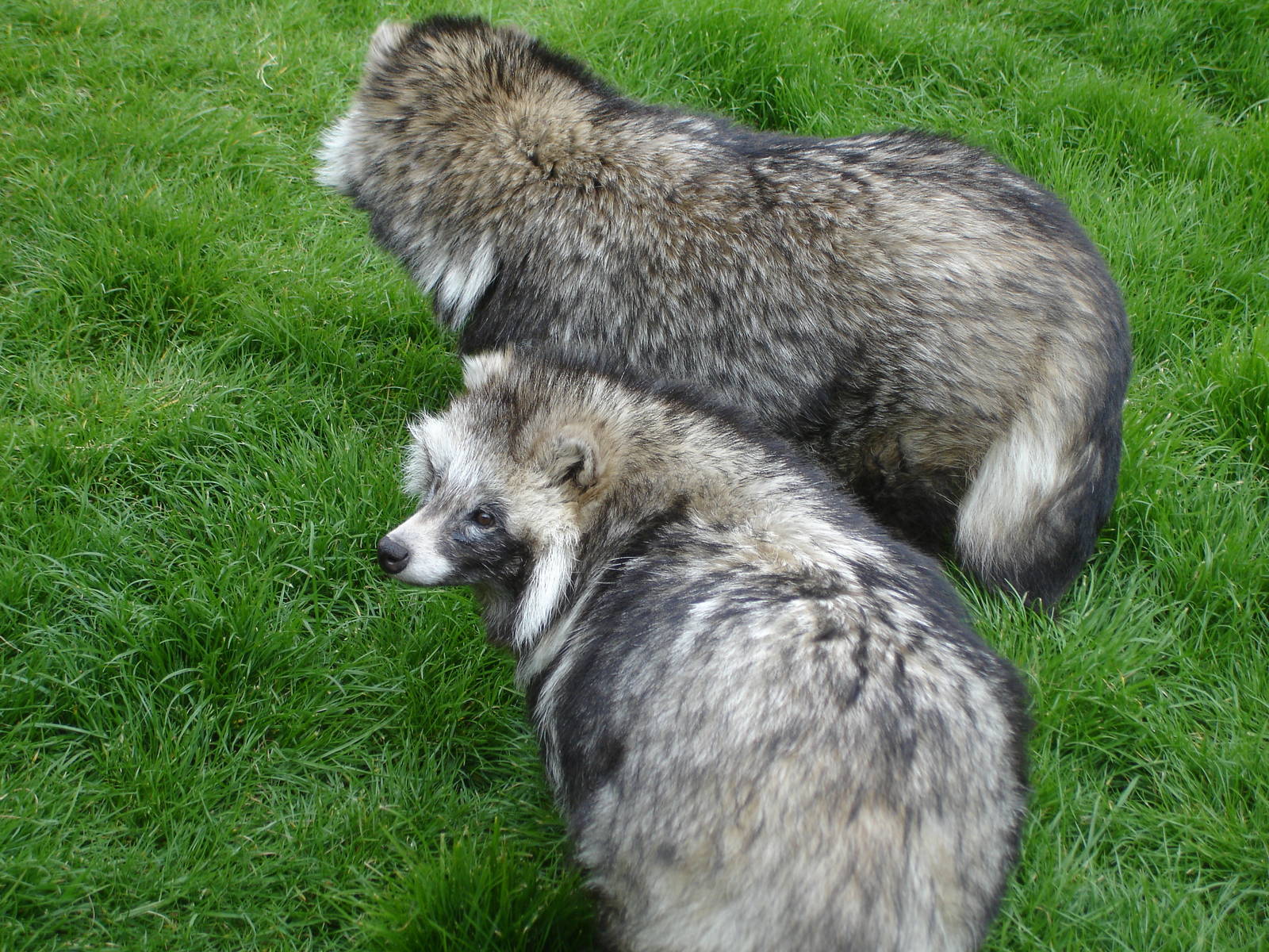 Raccoon Dogs