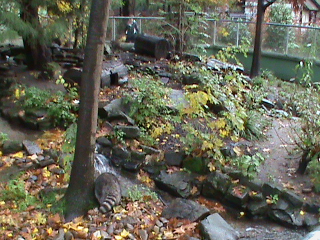 Raccoon enclosure 061110