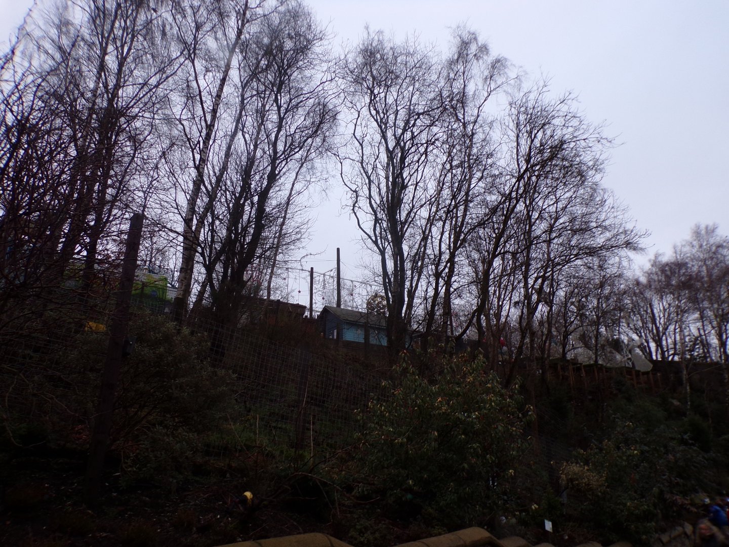 Raccoon enclosure 1.1.23