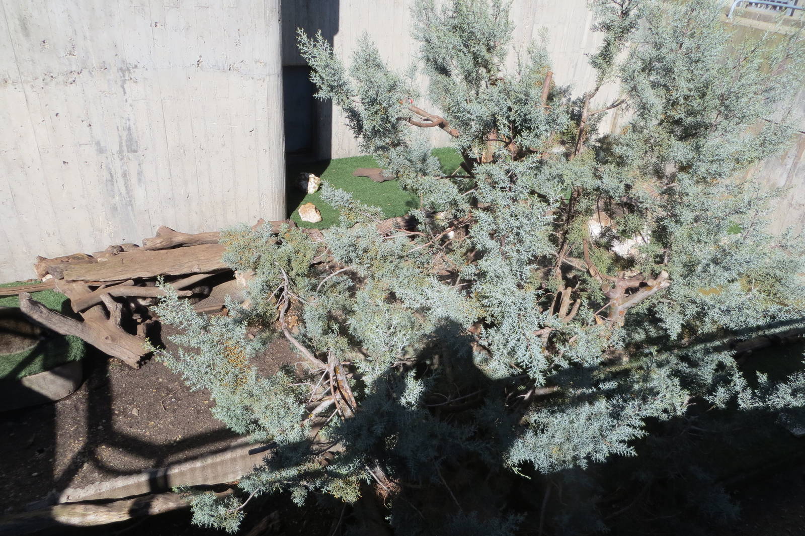 Raccoon enclosure 150216