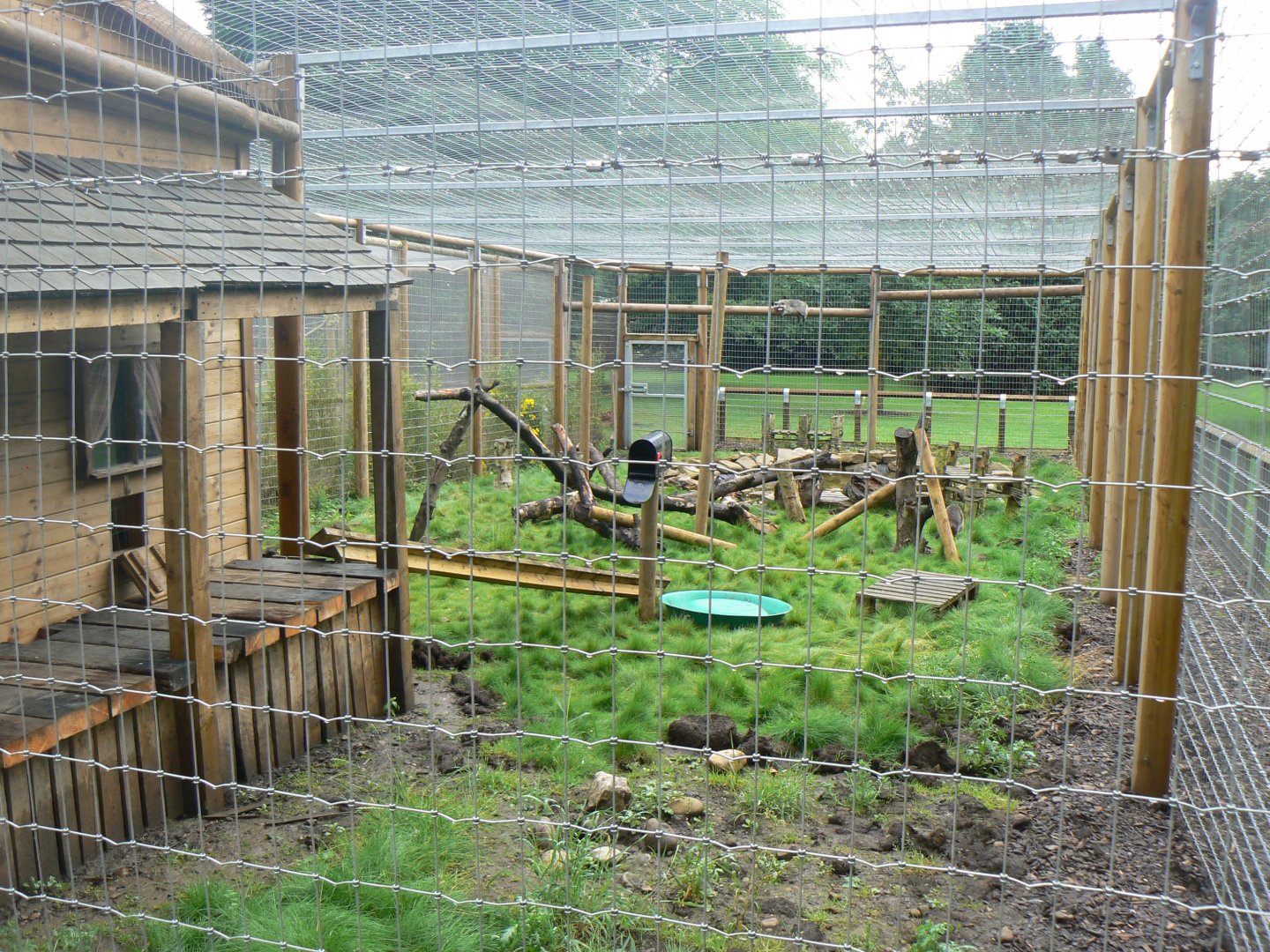 Raccoon Enclosure - 27 July 2017