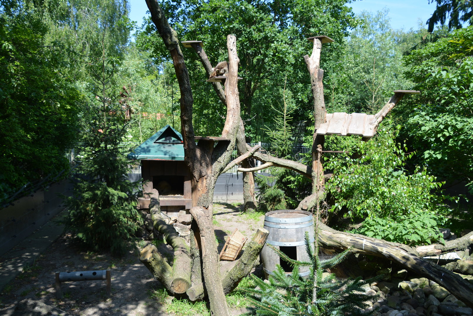 Raccoon enclosure 30/05/2023