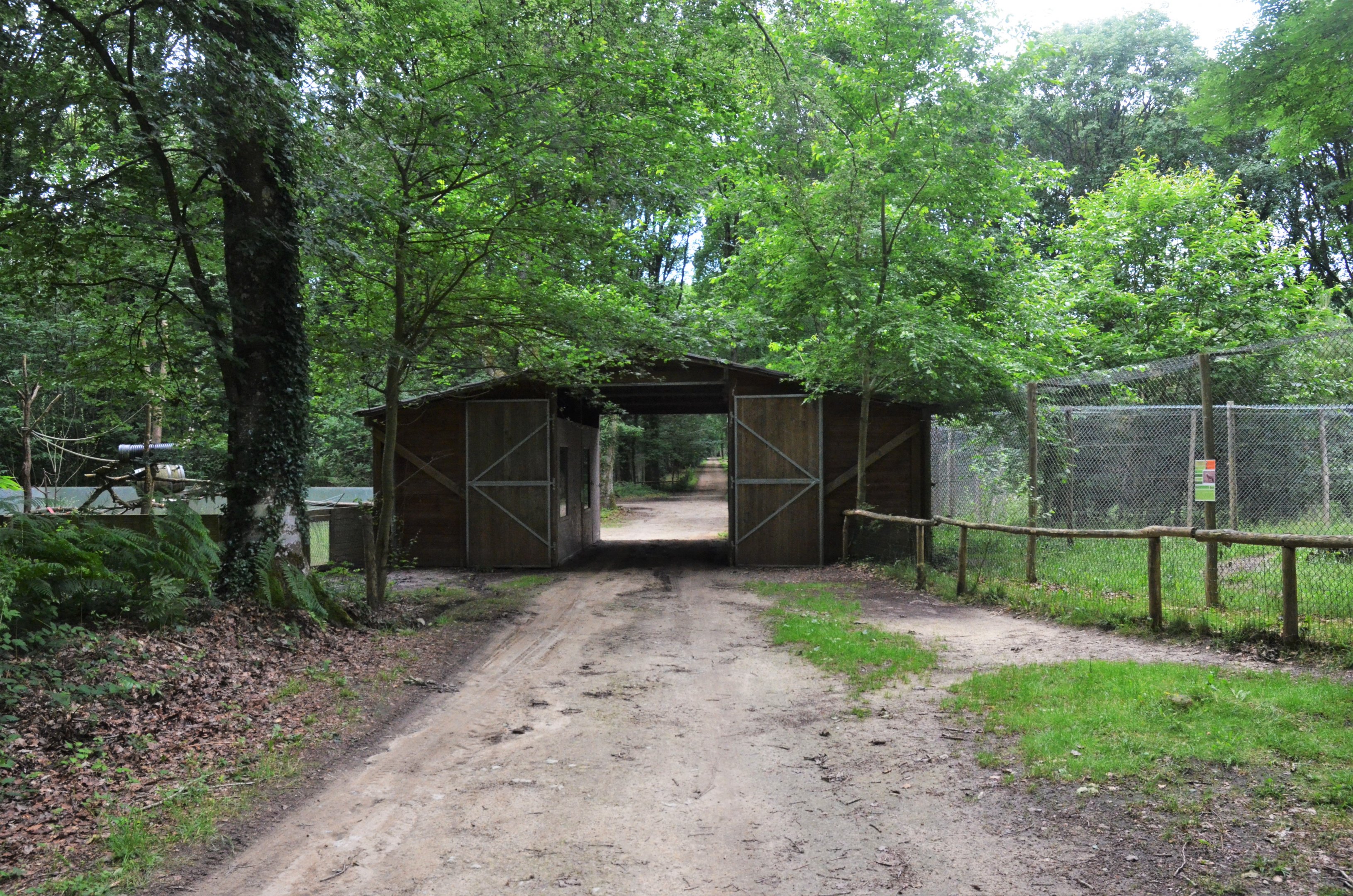 Raccoon Enclosure (and Golden Jackal Viewing at the right) at Pescheray, 13/06/18