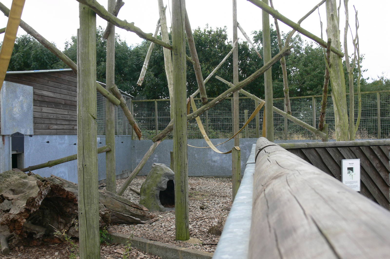 Raccoon Enclosure at Hamerton Zoo, 23/08/14
