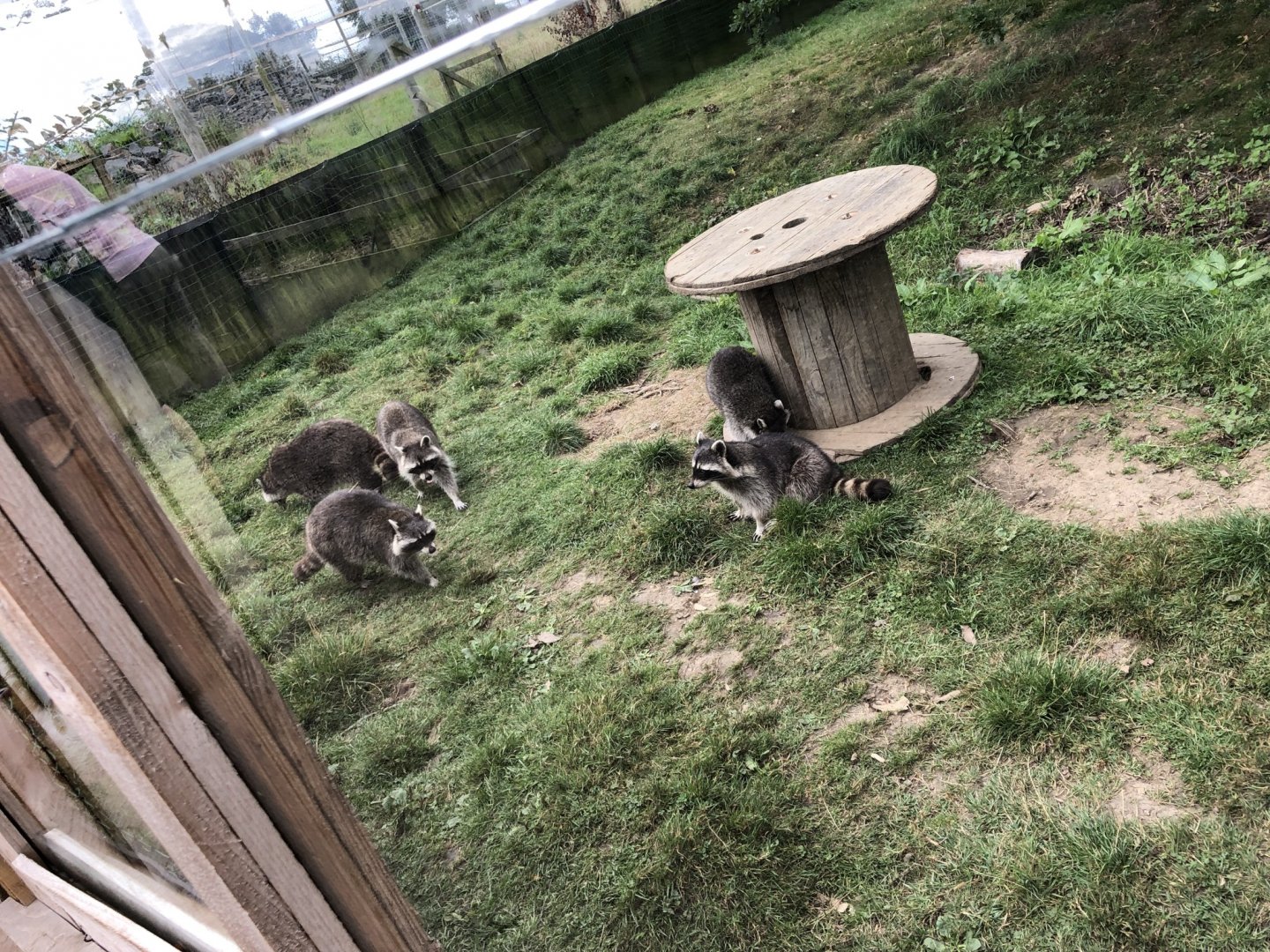 Raccoon Enclosure at Northumberland Country Zoo (September 2021)