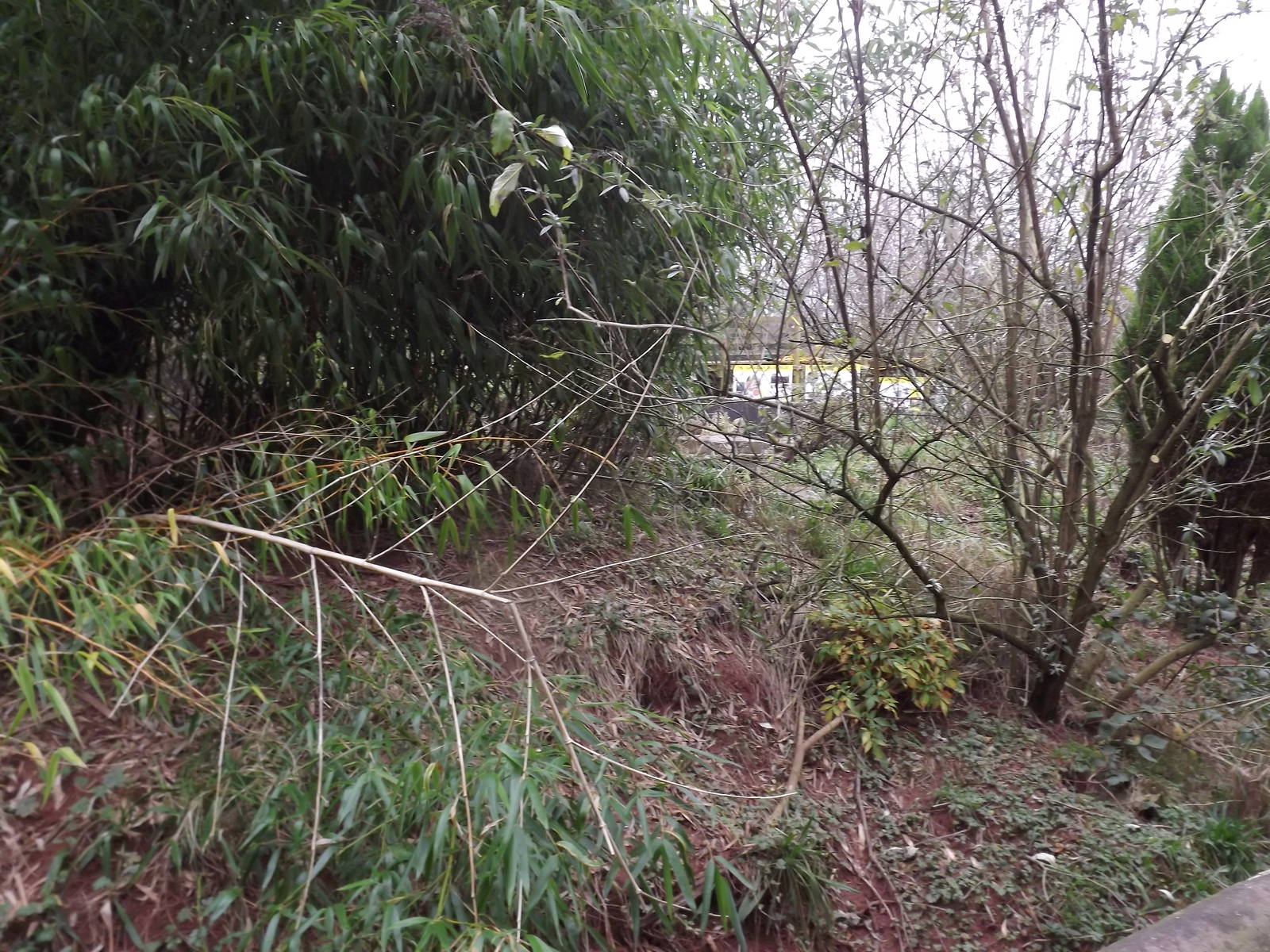 Raccoon enclosure at South Lakes WAP 26/11/11