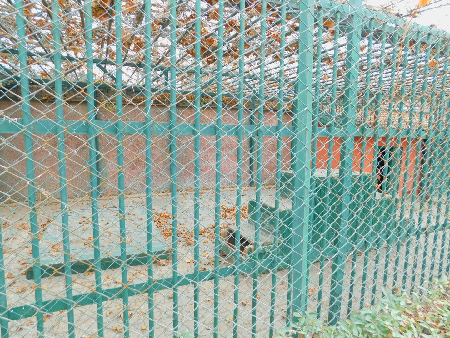 Raccoon Enclosure at the Karatay Zoo