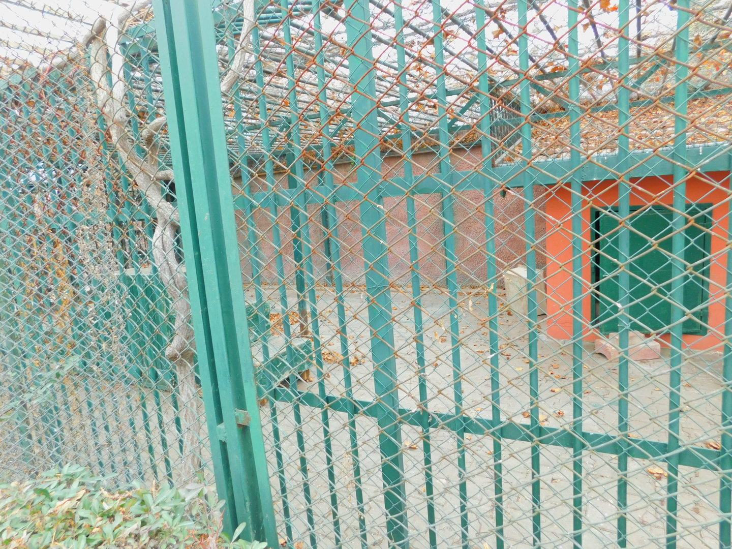 Raccoon Enclosure at the Karatay Zoo