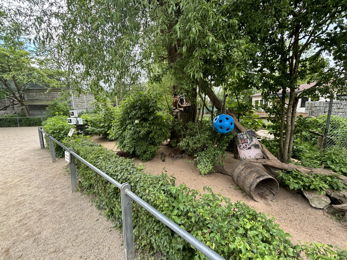 Raccoon Enclosure at Zoologischer Garten Hof