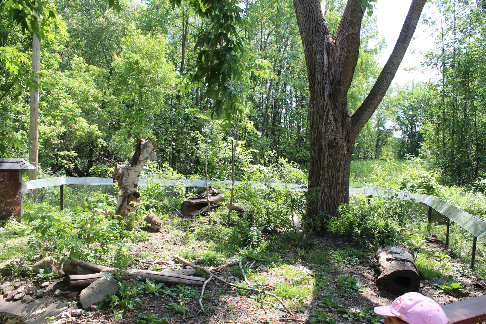 Raccoon Enclosure - June 2016