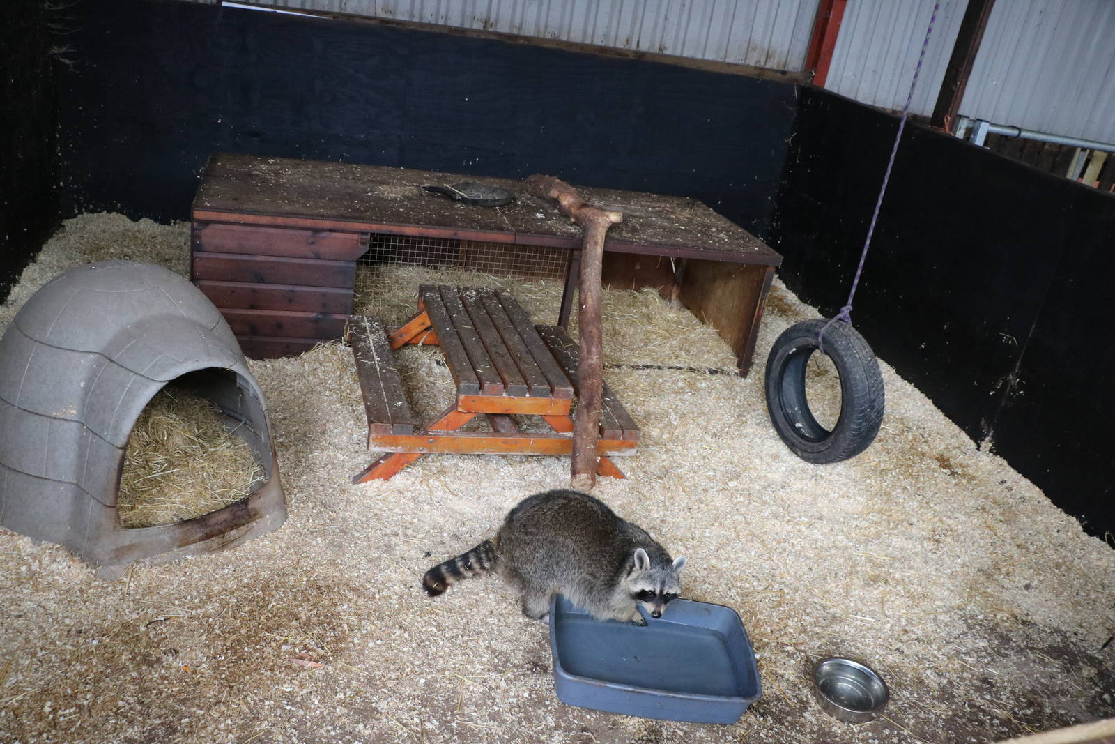 Raccoon enclosure - Windmill Animal Farm, November 2015