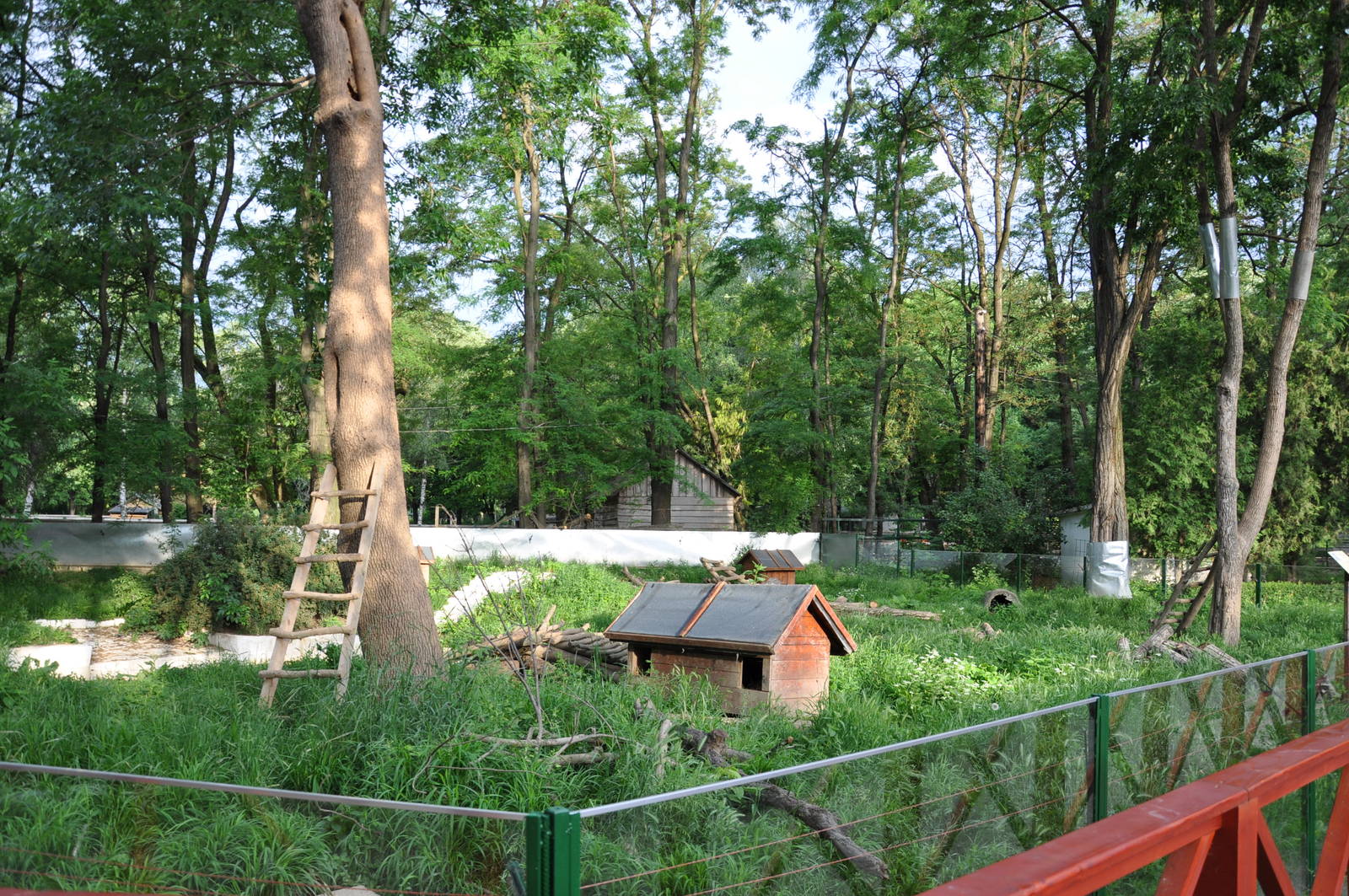 Raccoon enclosure