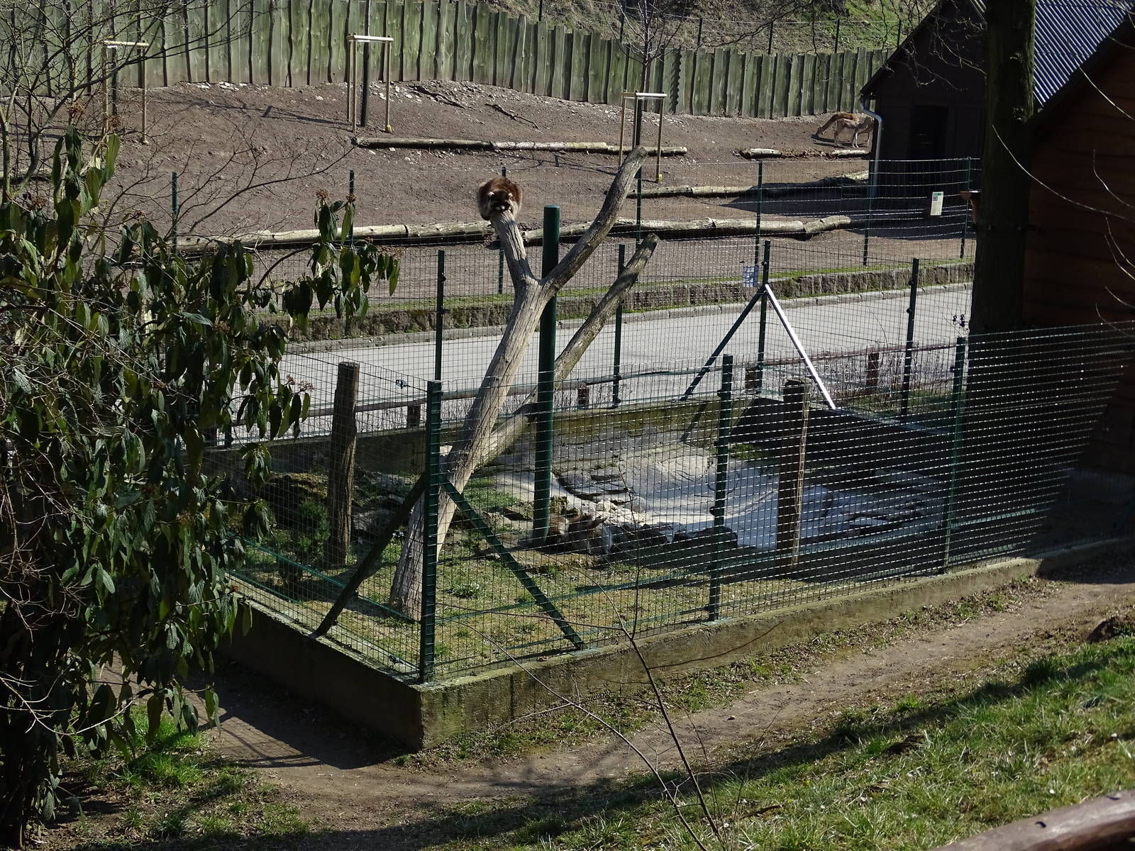 Raccoon enclosure