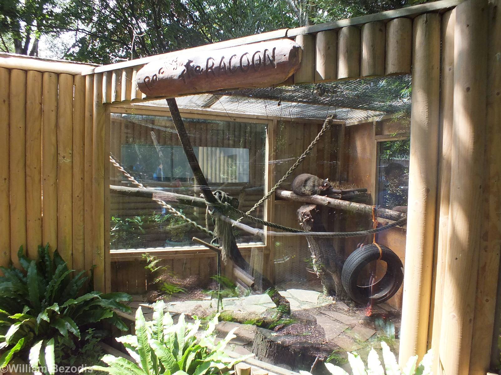 Raccoon Enclosure