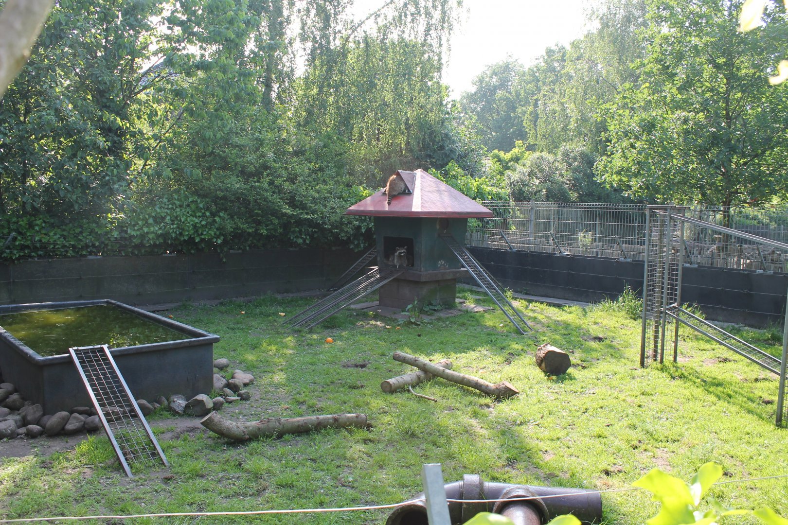 Raccoon Enclosure