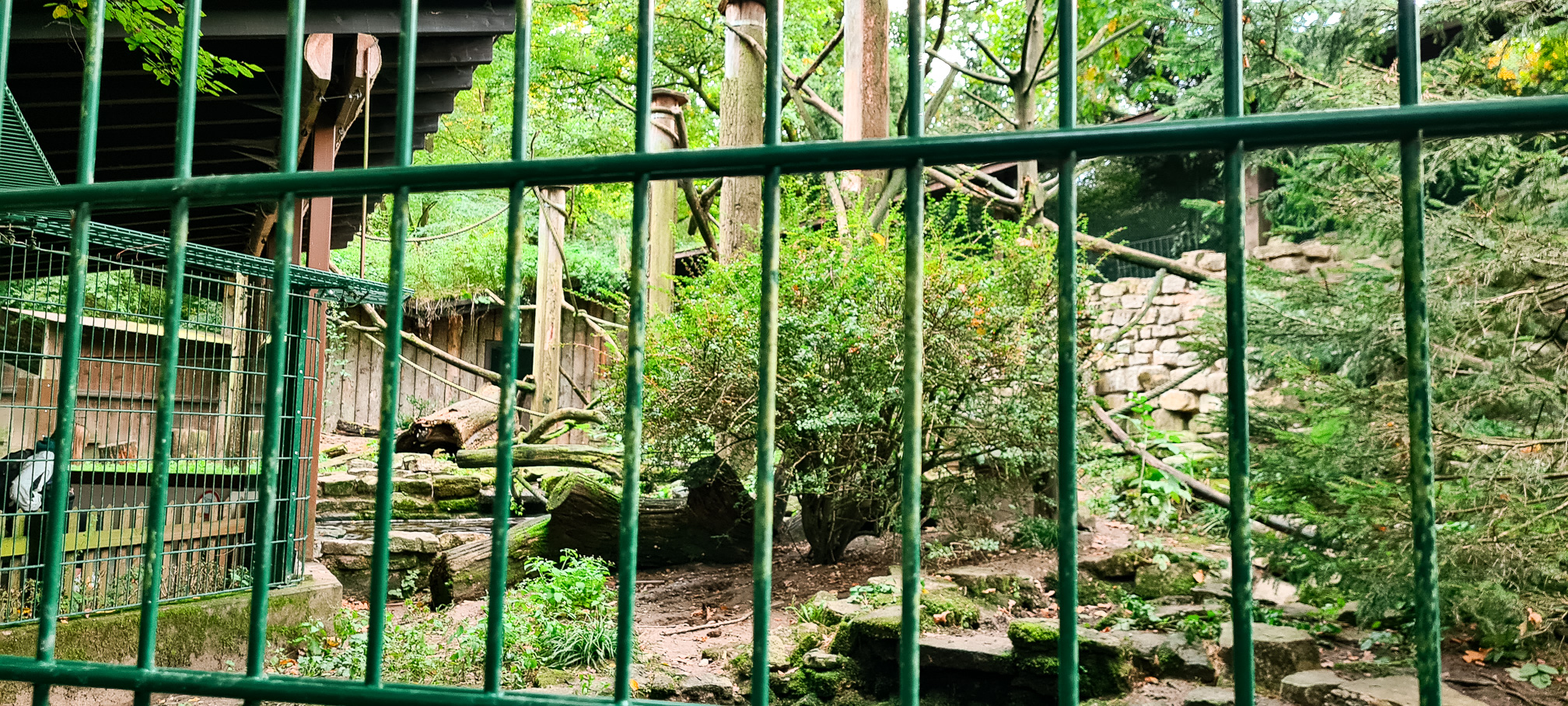 Raccoon enclosure