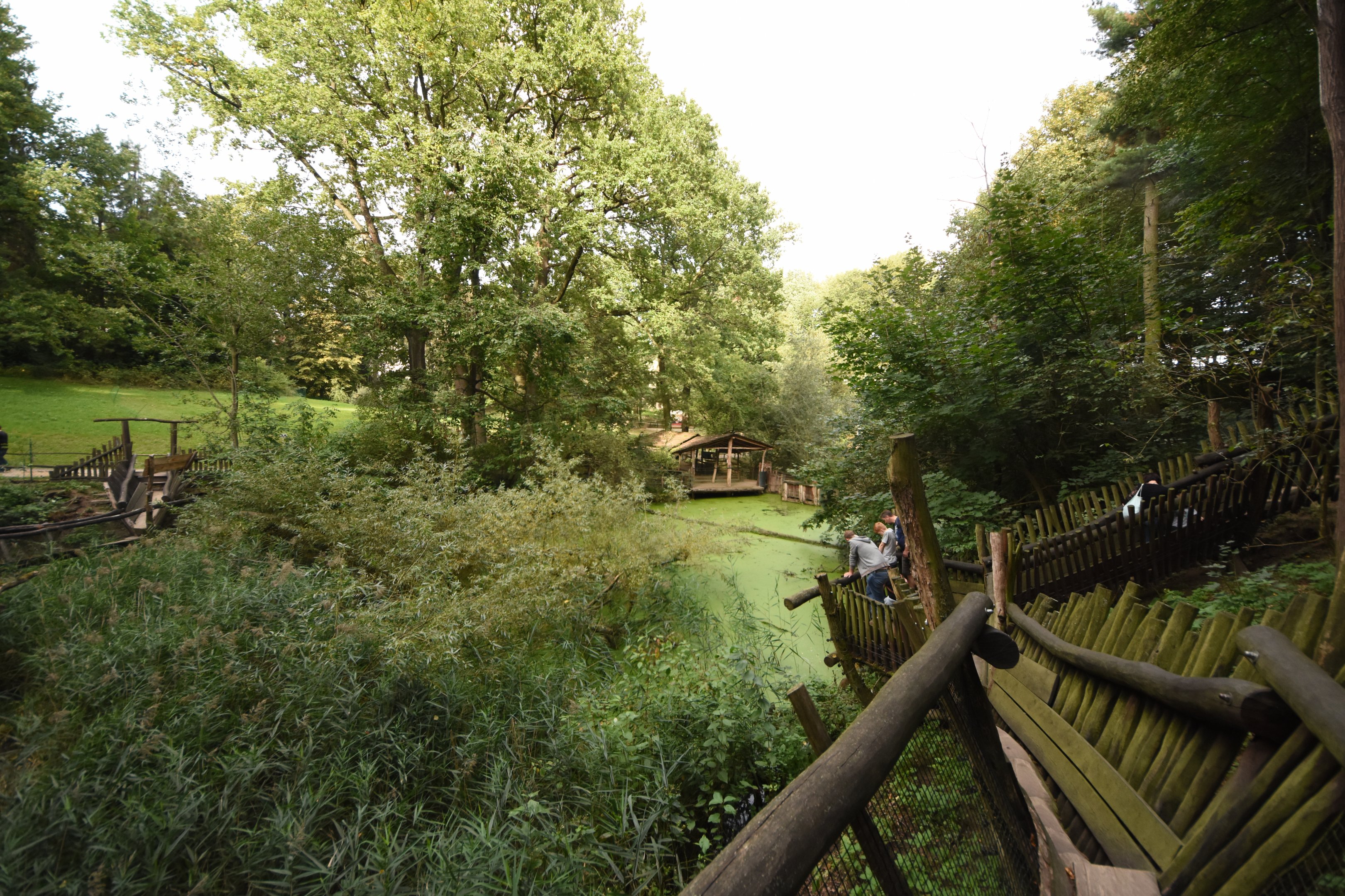 Raccoon, European otter & Muntjac enclosure