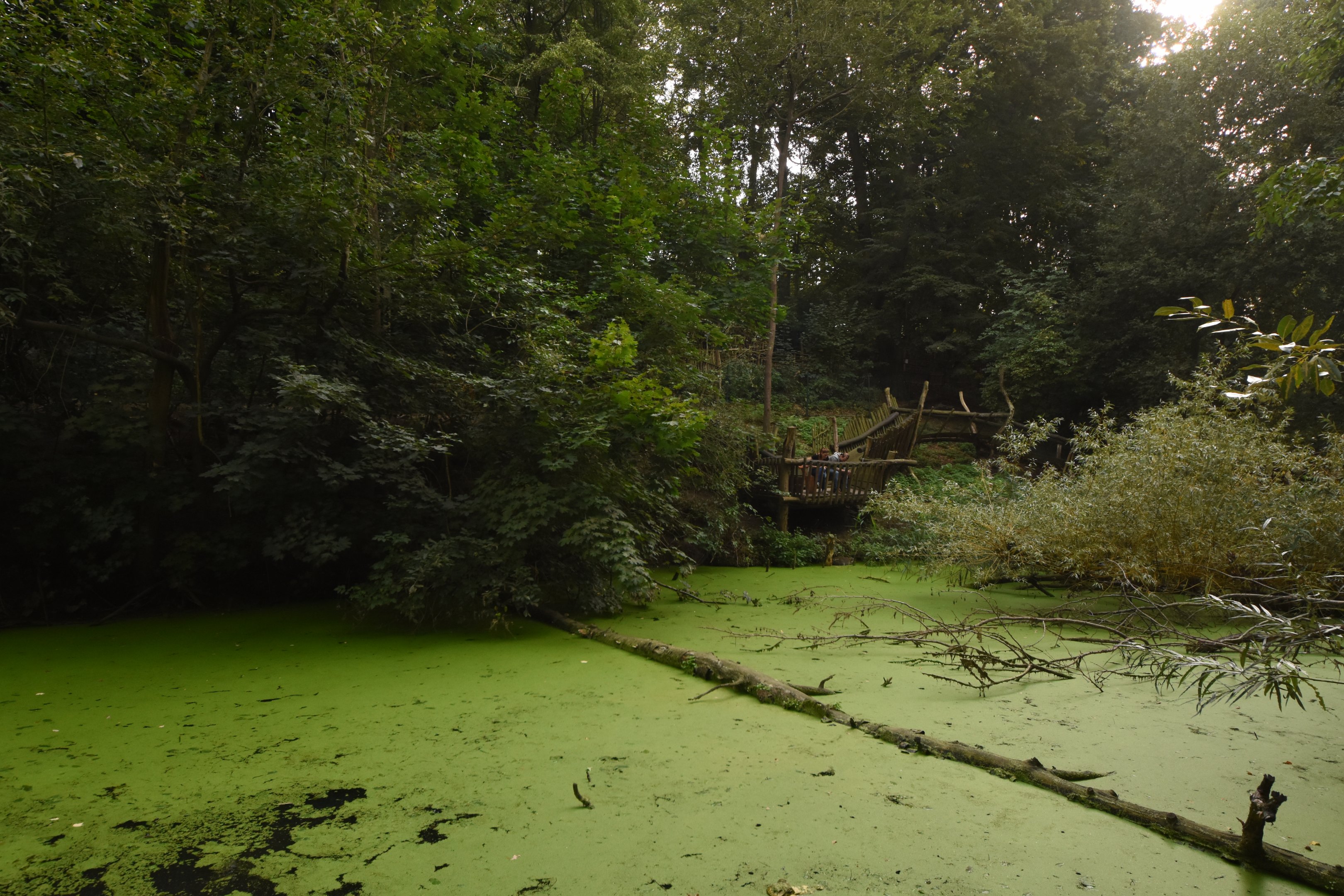 Raccoon, European otter & Muntjac enclosure