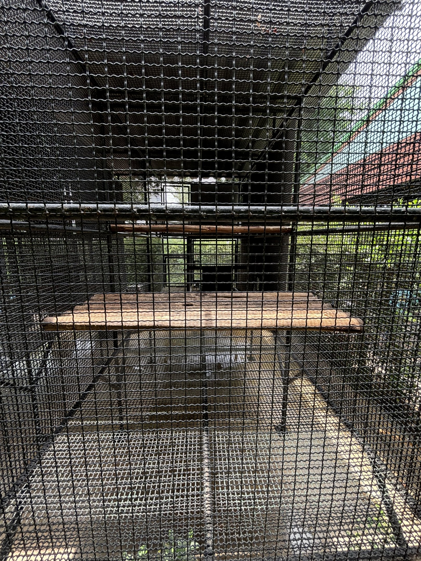 Raccoon Exhibit #1 - Lion Park