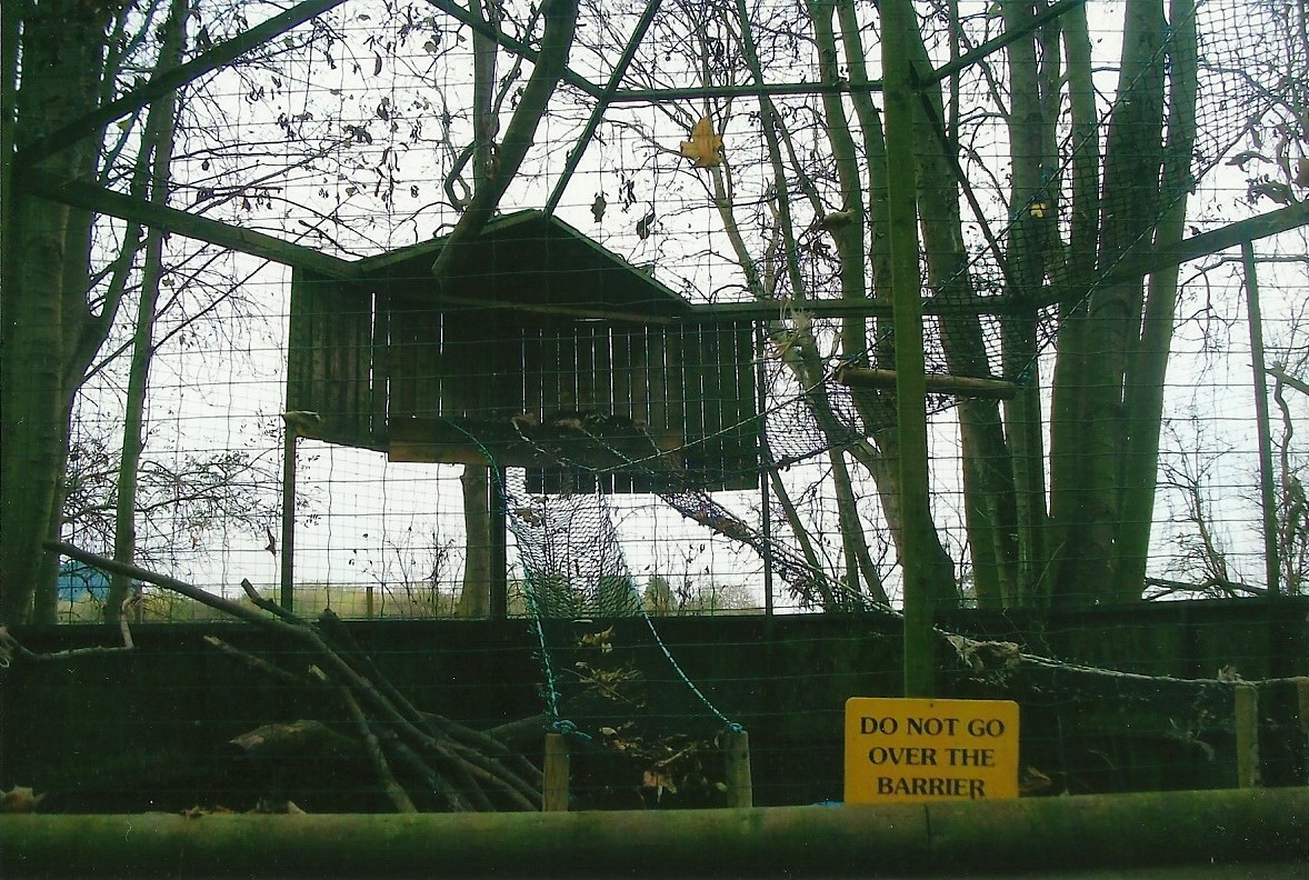 Raccoon exhibit, 1st November 2013