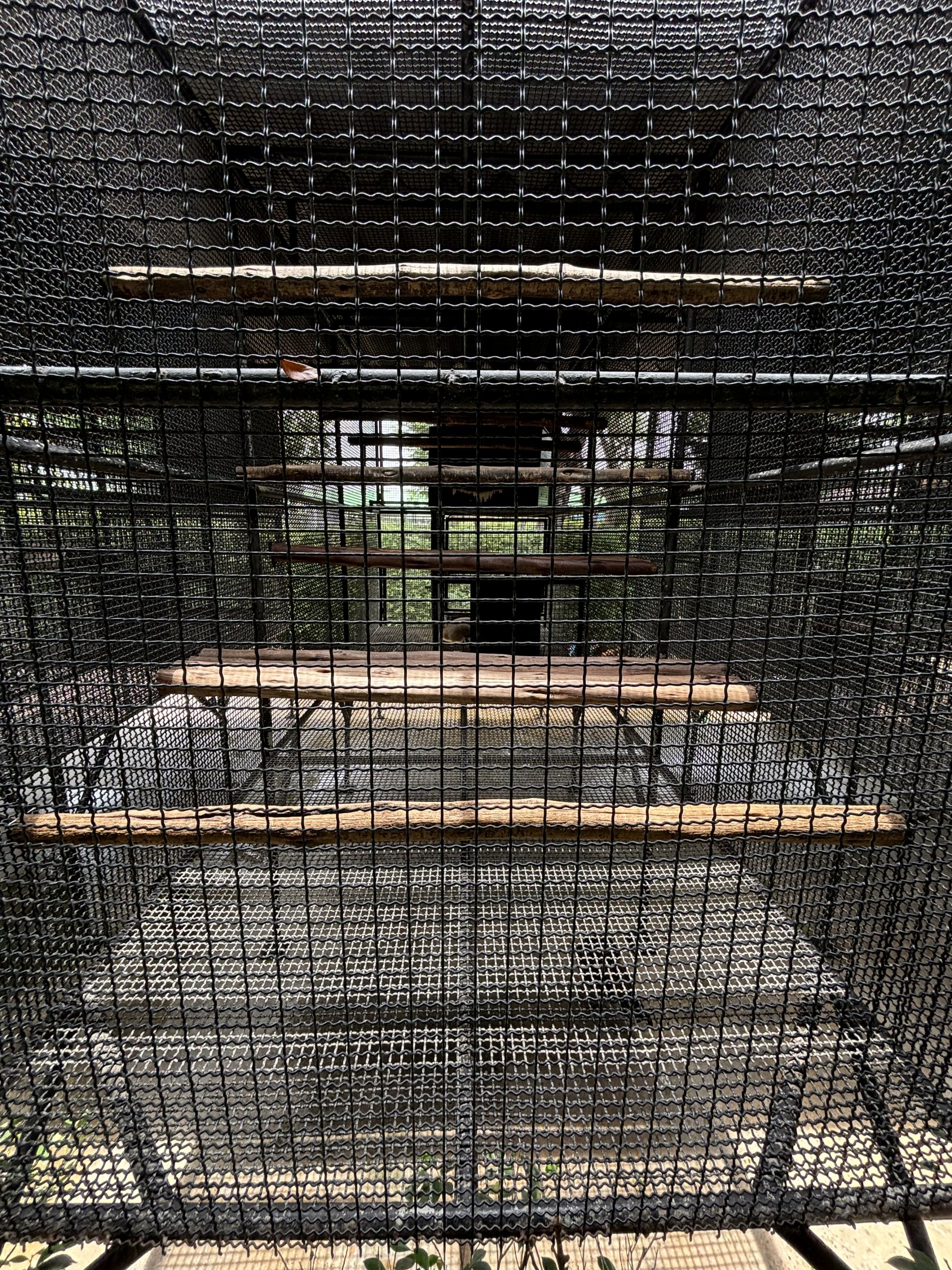 Raccoon Exhibit #2 - Lion Park