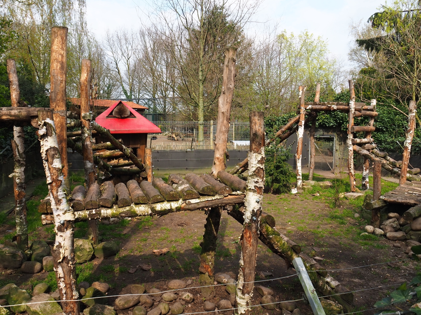 Raccoon exhibit, 2019-04-06