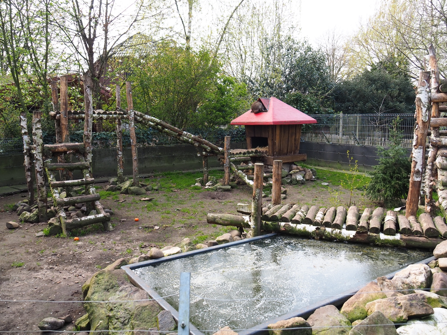 Raccoon exhibit, 2019-04-06