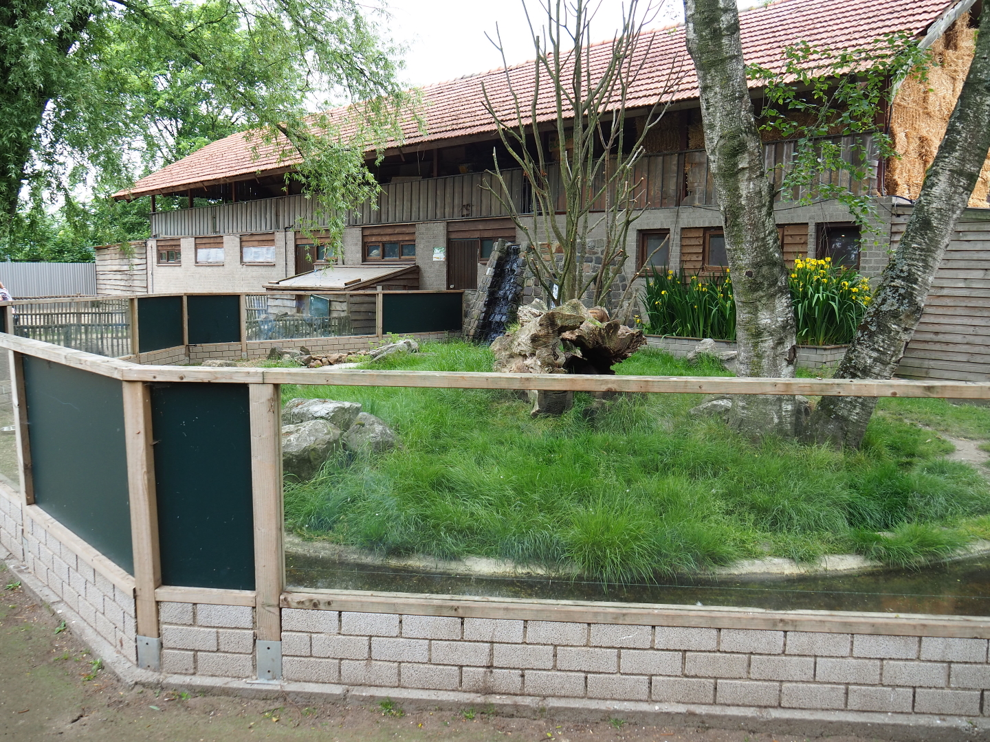 Raccoon exhibit, 2019-05-25