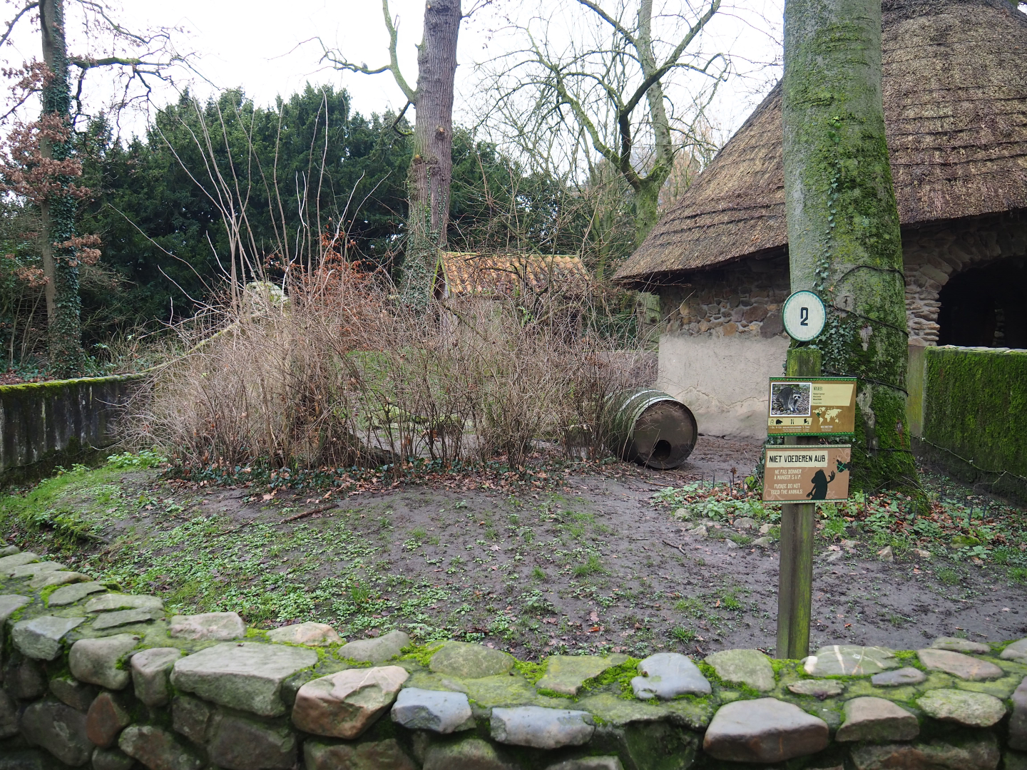 Raccoon exhibit, 2020-01-11