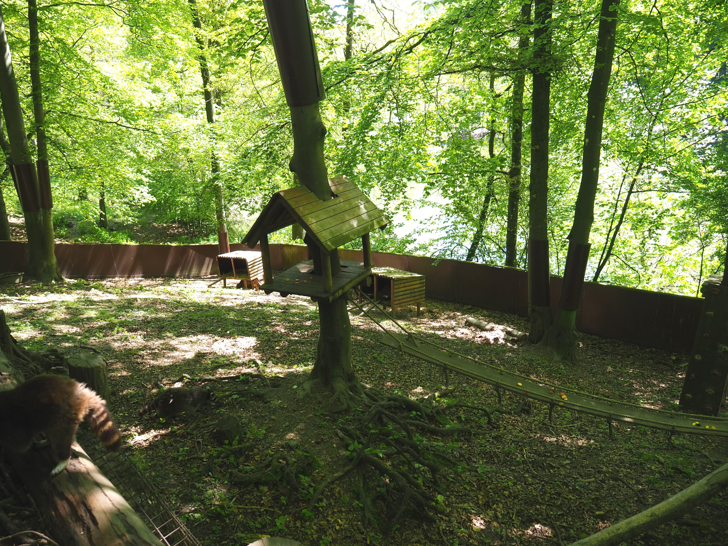 Raccoon exhibit, 2021-05-29