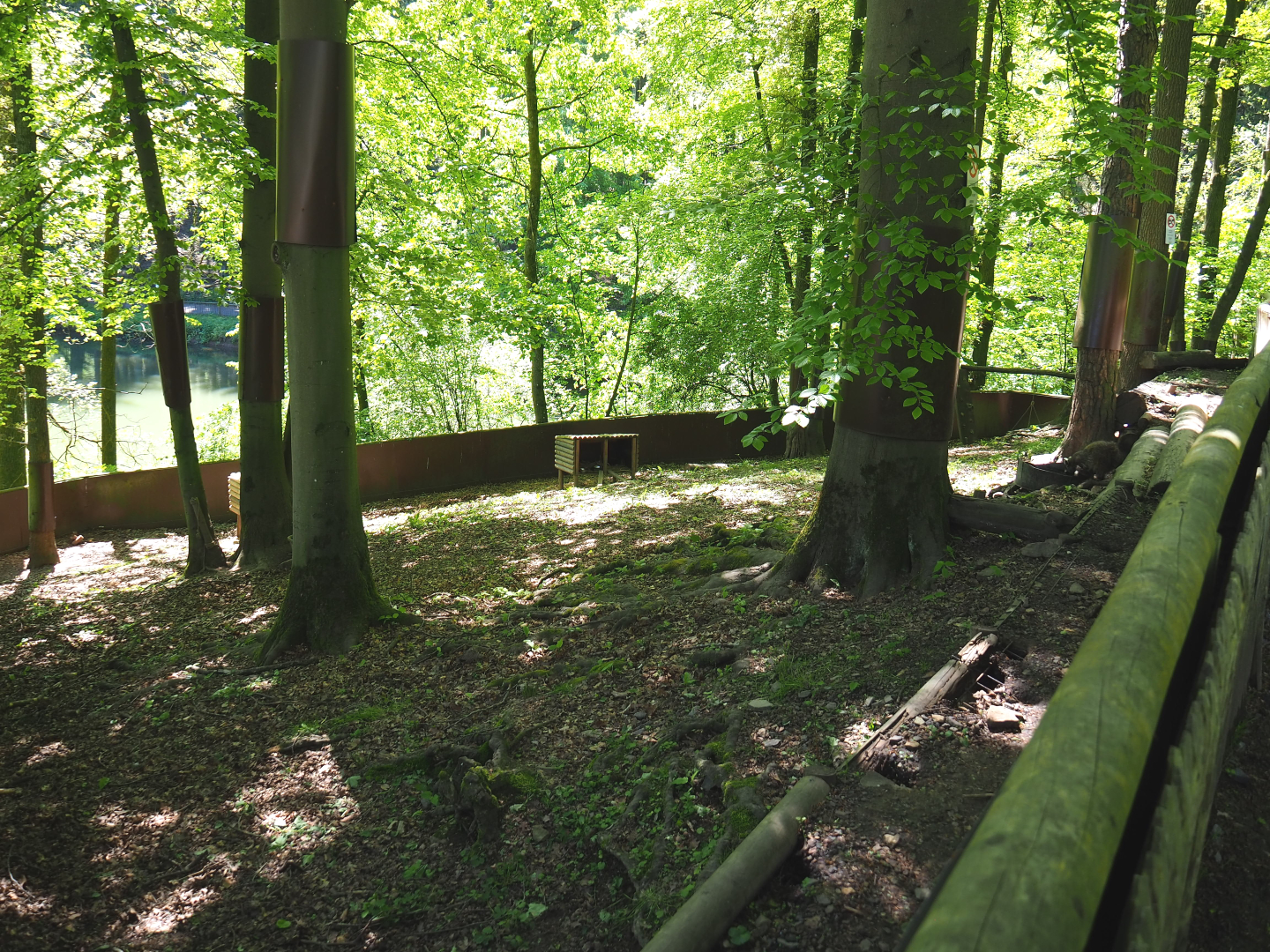 Raccoon exhibit, 2021-05-29