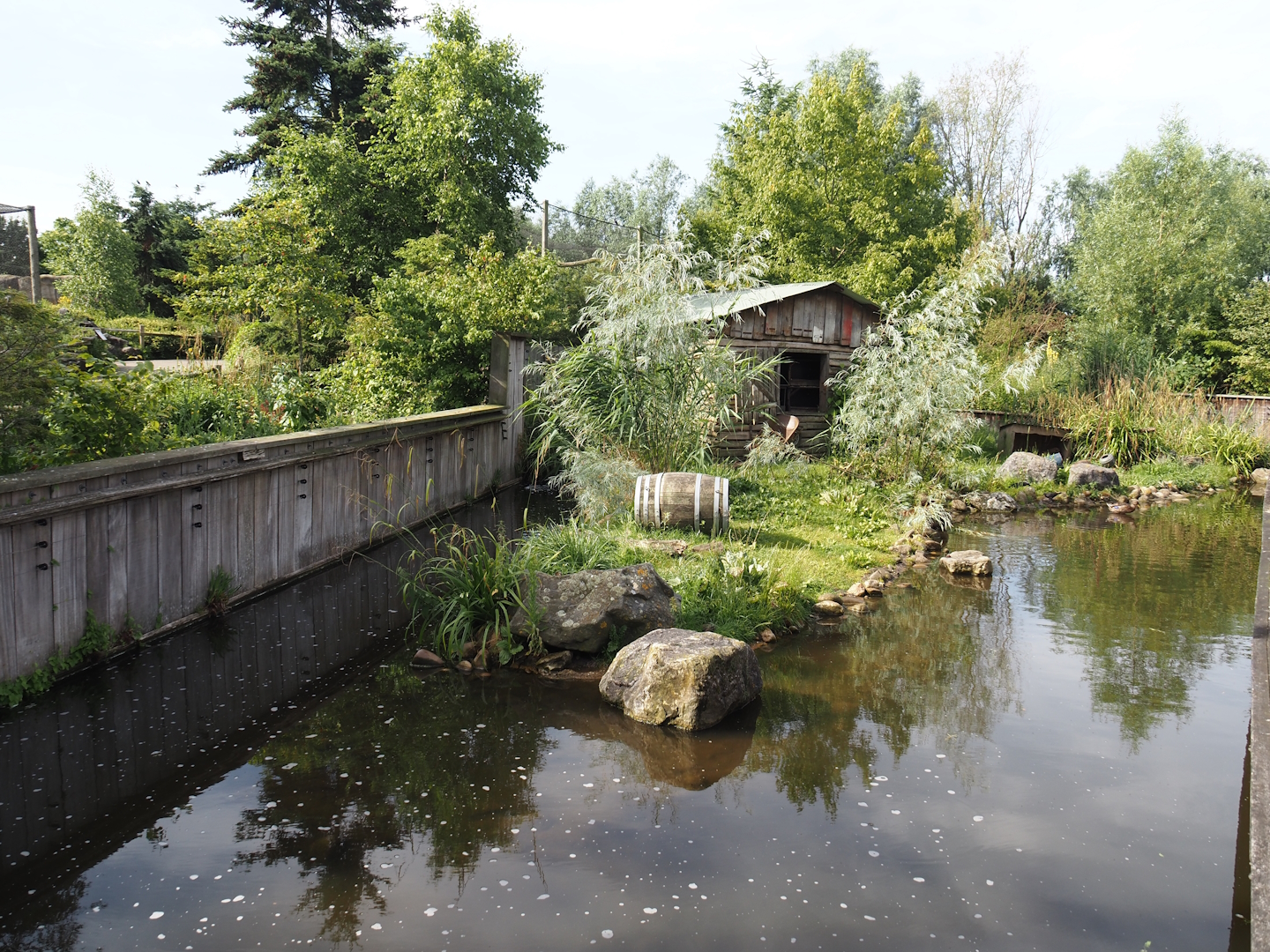 Raccoon exhibit, 2024-06-30