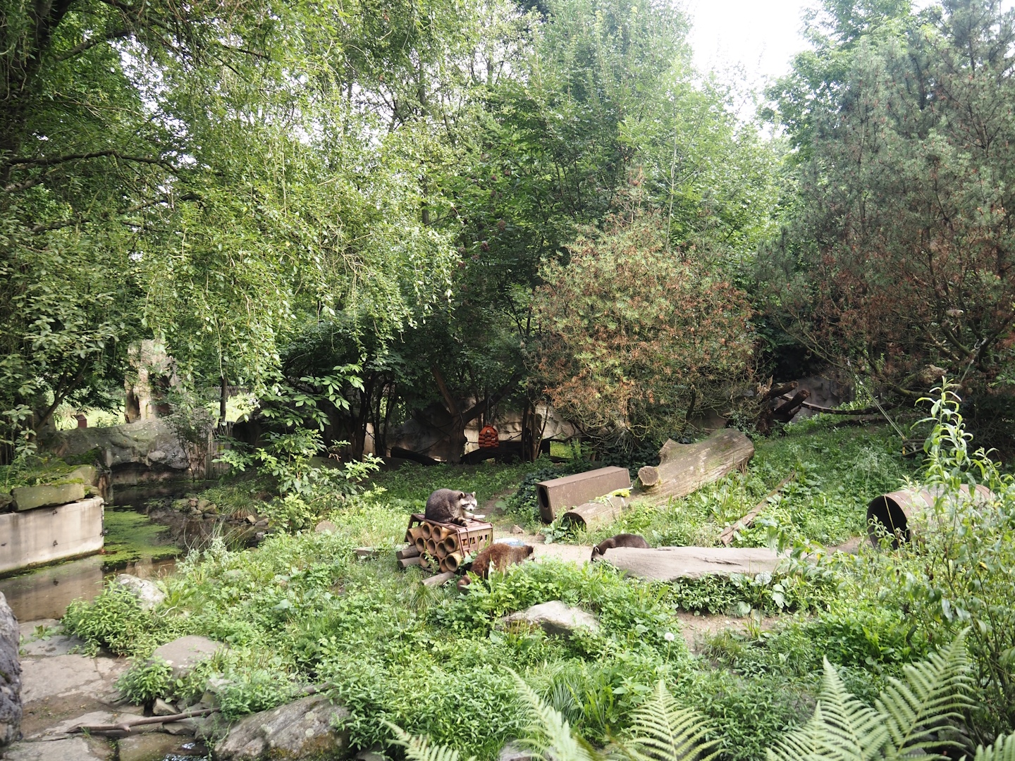 Raccoon exhibit, 2024-08-05