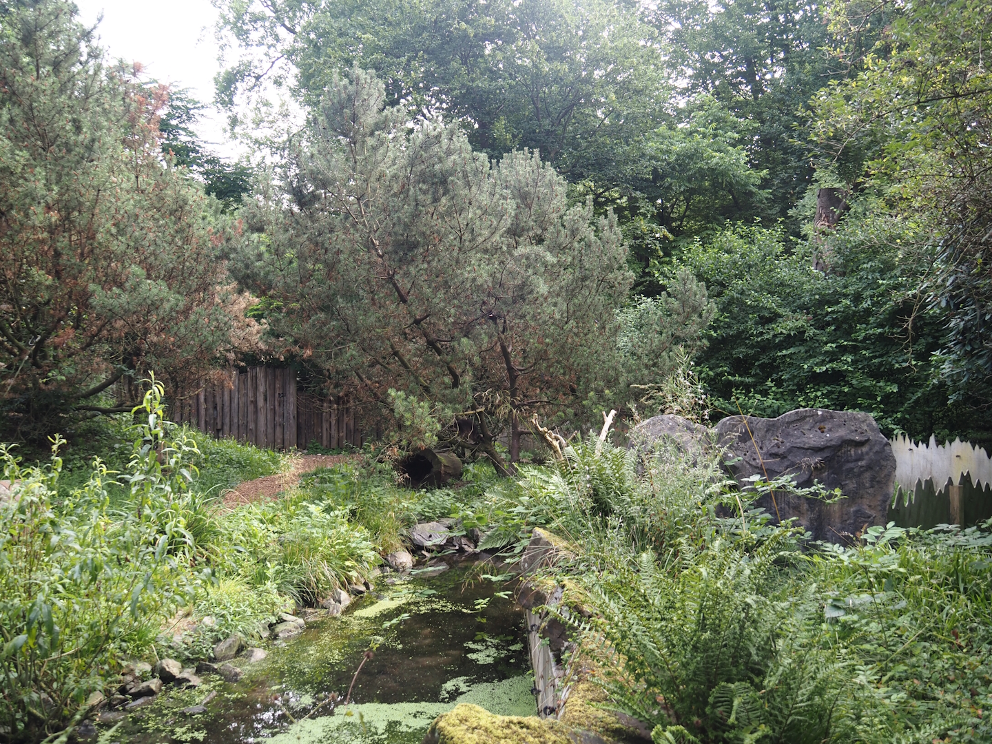 Raccoon exhibit, 2024-08-05