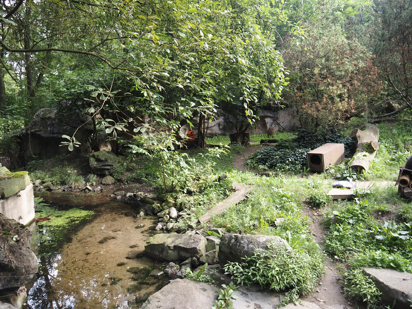 Raccoon exhibit, 2024-08-05