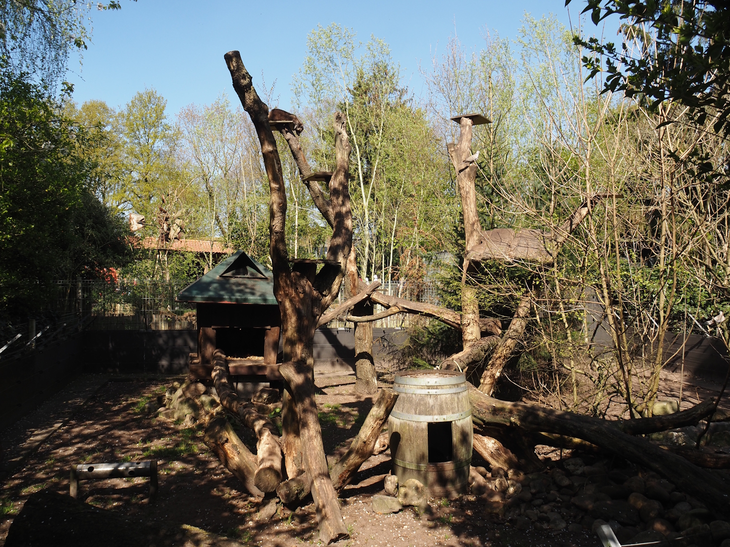 Raccoon exhibit, 2025-04-12