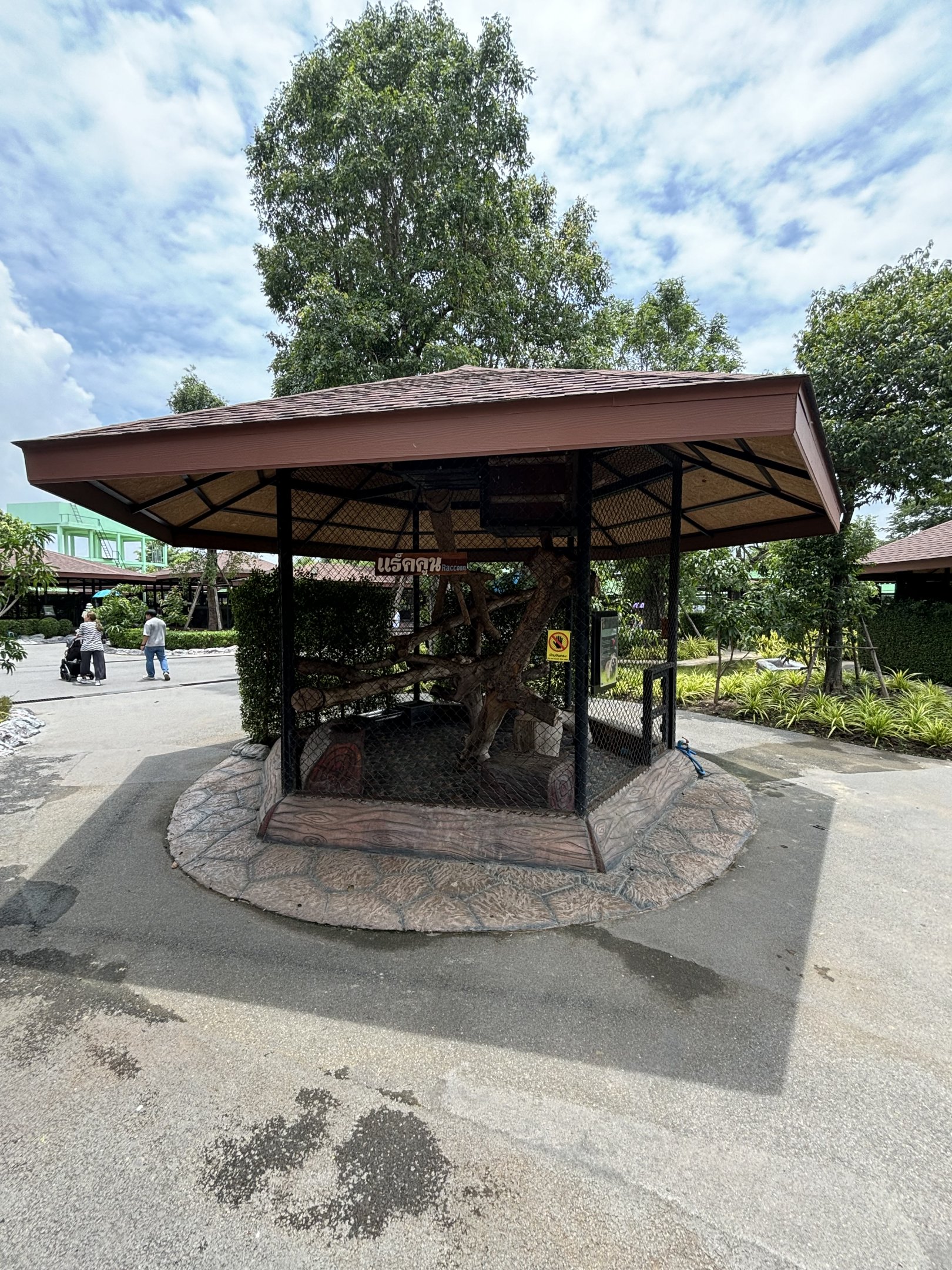 Raccoon Exhibit #3 - Lion Park