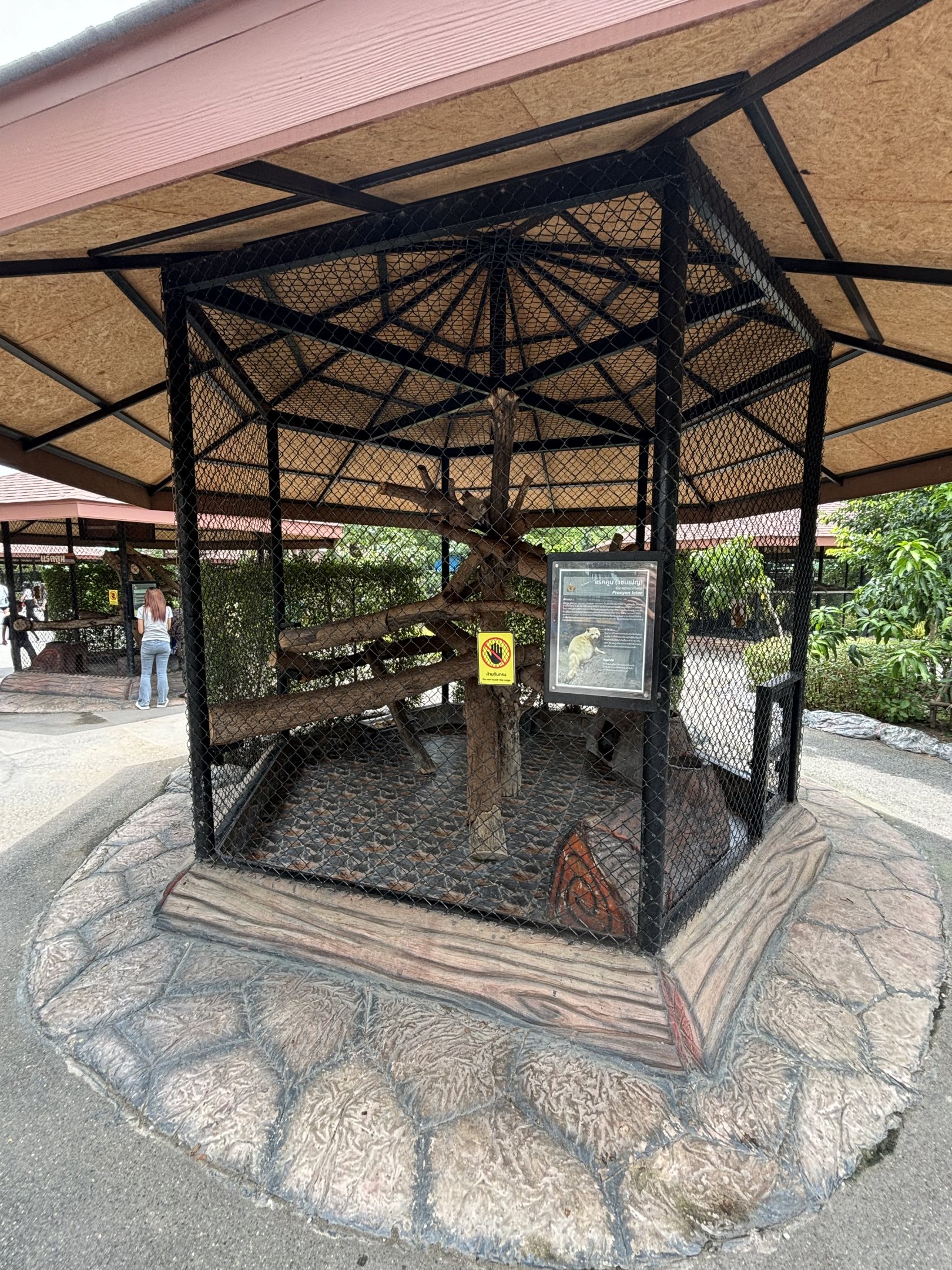 Raccoon Exhibit #4 - Lion Park