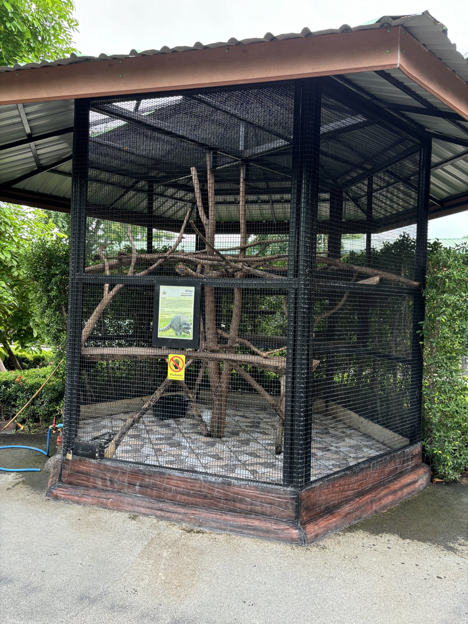 Raccoon Exhibit #5 - Lion Park