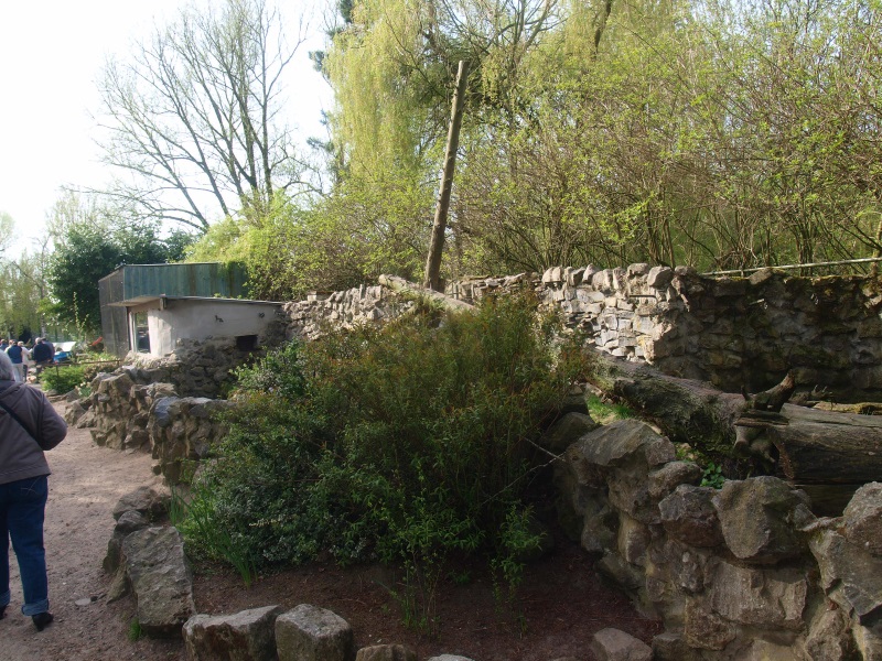 Raccoon exhibit (April 19th, 2015)