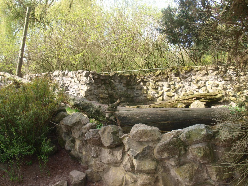 Raccoon exhibit (April 19th, 2015)